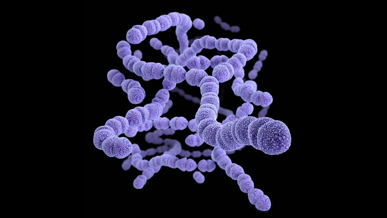 Представитель Семейства Streptococcaceae